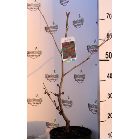 Varázsmogyoró (Csodamogyoró) Hamamelis intermedia Diane C4