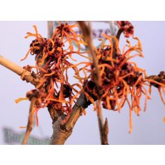   Varázsmogyoró (Csodamogyoró) Hamamelis intermedia Aphrodite C4