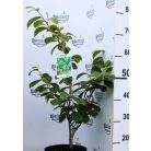 Varázsmogyoró (Csodamogyoró) Hamamelis intermedia Westerstede C4