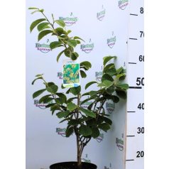   Varázsmogyoró (Csodamogyoró) Hamamelis intermedia Westerstede C4