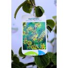 Varázsmogyoró (Csodamogyoró) Hamamelis intermedia Westerstede C4