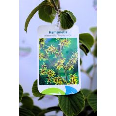   Varázsmogyoró (Csodamogyoró) Hamamelis intermedia Westerstede C4