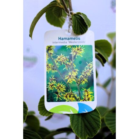 Varázsmogyoró (Csodamogyoró) Hamamelis intermedia Westerstede C4