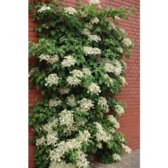 Kúszó hortenzia Hydrangea petiolaris P15