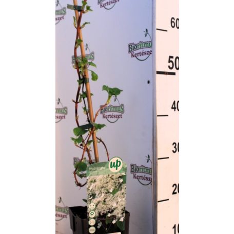 Kúszó hortenzia Hydrangea petiolaris P15