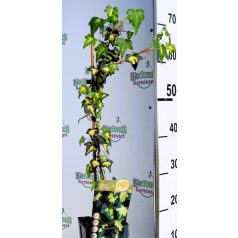 Borostyán Hedera helix Goldheart P15