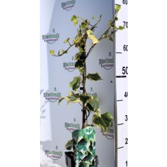 Borostyán Hedera col. Dentata Variegate P15