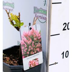 Kínai selyemmirtusz Lagerstroemia Eveline V2