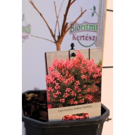 Kínai selyemmirtusz Lagerstroemia Eveline V2