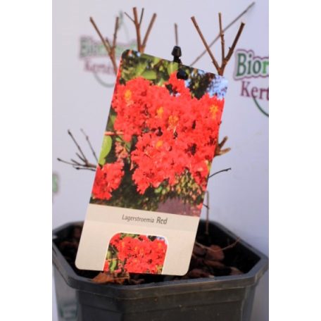 Kínai selyemmirtusz Lagerstroemia Red  V2