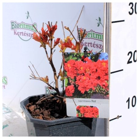 Kínai selyemmirtusz Lagerstroemia Red  V2