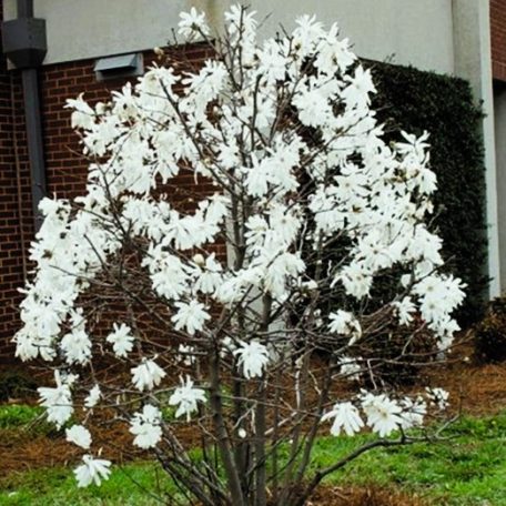 Fehér csillagvirágú liliomfa Magnolia Stellata C3