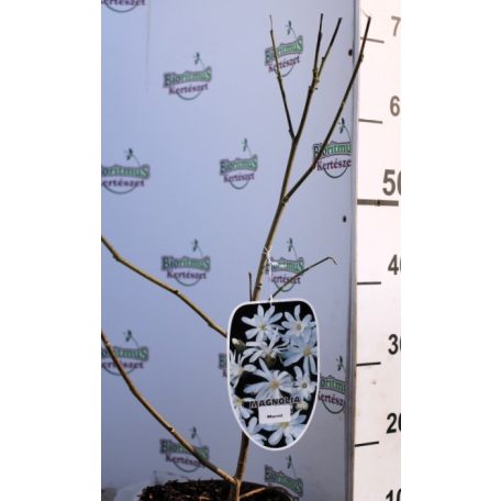 Fehér csillagvirágú liliomfa Magnolia Stellata C3