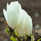 Fehérvirágú liliomfa Magnolia soulangeana Superba C3