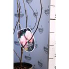 Nagyvirágú liliomfa Magnolia soulangeana C3