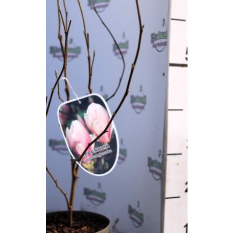 Nagyvirágú liliomfa Magnolia soulangeana C3