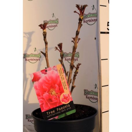 Fás bazsarózsa Paeonia suffruticosa Dark Pink C6