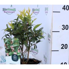 Bogyós puszpáng Sarcococca Winter Gem P17