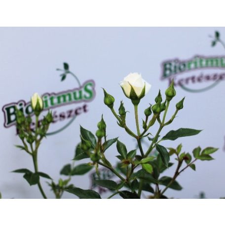 Rosa Honeymilk RPC3