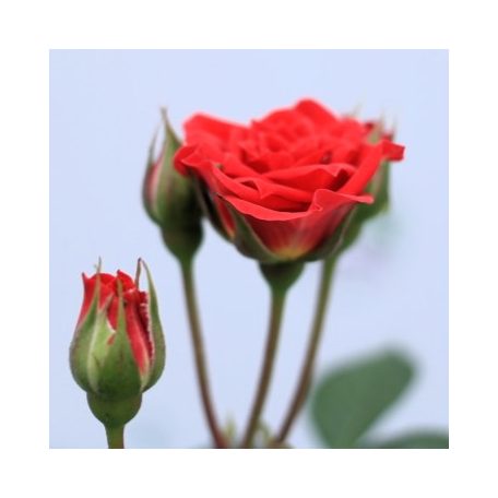 Rosa Chili Clementine RPC3