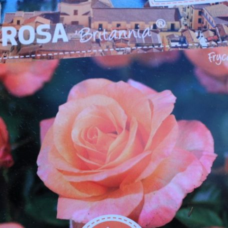 Rosa Britannia RPC3
