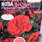 Rosa Nina Weibull RPC3