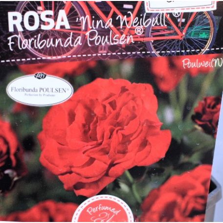 Rosa Nina Weibull RPC3
