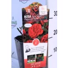 Rosa Nina Weibull RPC3