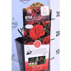 Rosa Nina Weibull RPC3