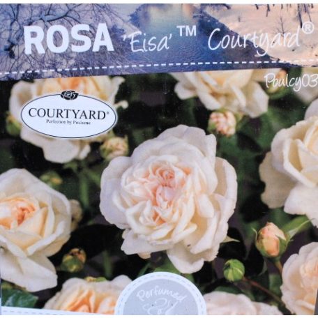 Rosa Eisa Courtyard RPC3