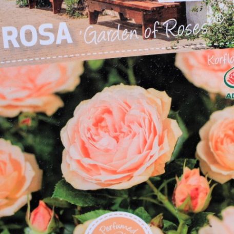 Rosa Garden of Roses RPC3