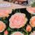 Rosa Garden of Roses RPC3