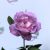 Rosa Blue for You RPC3