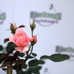 Rosa Aladdin Palace RPC3