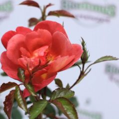 Rosa Espresso RPC3