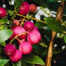 Rózsaszín áfonya Vaccinium Pink Berry P13