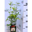 Rózsaszín áfonya Vaccinium Pink Berry P13