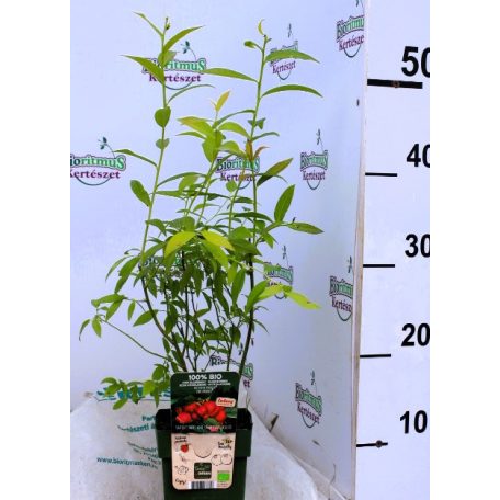 Rózsaszín áfonya Vaccinium Pink Berry P13