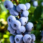 Kék áfonya Vaccinium cor. Brigitta Blue P13