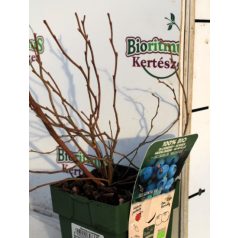 Kék áfonya Vaccinium cor. Brigitta Blue P13