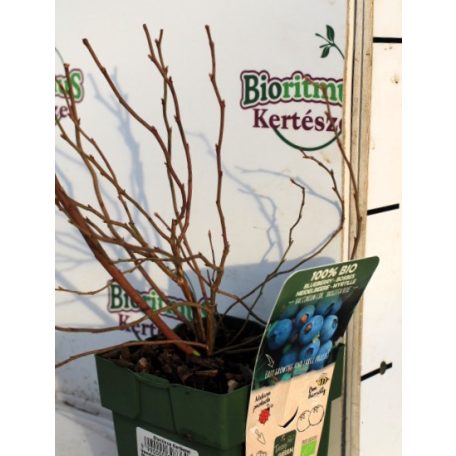 Kék áfonya Vaccinium cor. Brigitta Blue P13