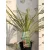 Bunkóliliom (Déli bunkóliliom vagy Ausztrál liliom) Cordyline australis Lime Passion C2
