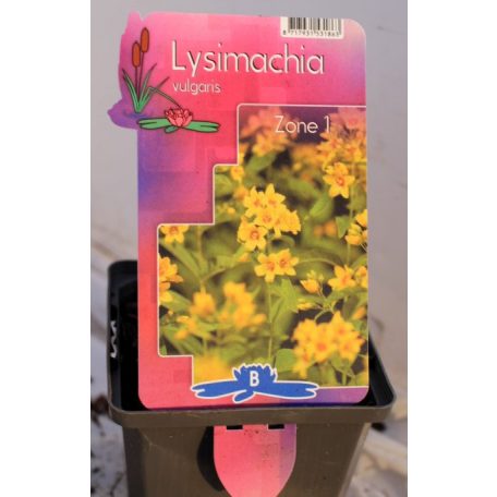 Közönséges lizinka Lysimachia vulgaris P19