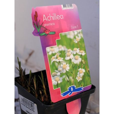 Kenyérbél cickafark (Teltvirágú cickafark) Achillea ptarmica P19
