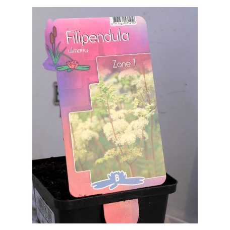 Réti legyezőfű Filipendula ulmaria P19