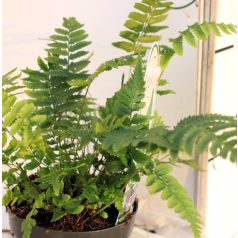 Borzas pajzsika Dryopteris atrata P11