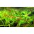 Füzéres süllőhínár Myriophyllum spicatum