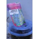 Füzéres süllőhínár Myriophyllum spicatum