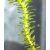 Kanadai átokhínár Elodea canadensis