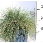Kék csenkesz Festucia Glauca Intense Blue P20